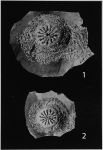 Aguayoina asterostomata Bermúdez, 1938