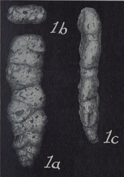 Bigenerina lytta Lalicker &amp; Bermúdez, 1941