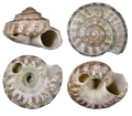Minolia henniana Melvill, 1891