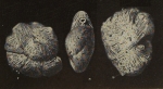 Recurvoides clenchi Bermúdez, 1939