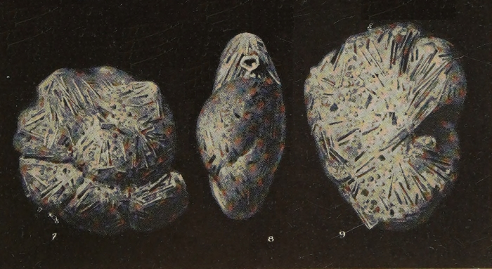 Recurvoides clenchi Bermúdez, 1939