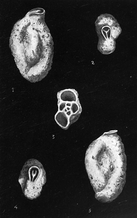 Quinqueloculina torrei Acosta, 1939