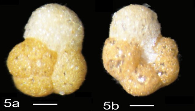 Portatrochammina bharatensis Kaushik, Dixit, Dande &amp; Kaminski, 2026