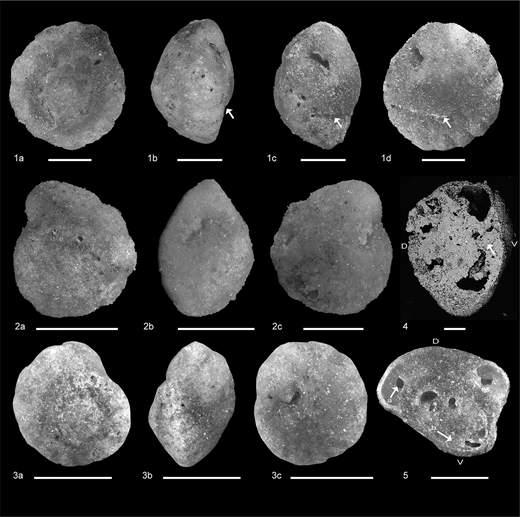Pualacana hortai Barros, Haig &amp; McCartain, 2025