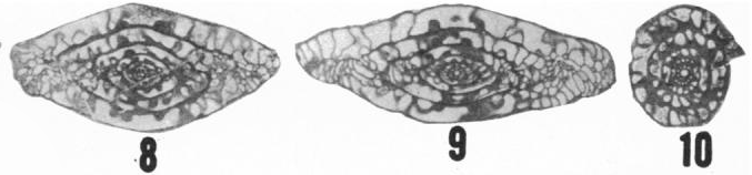 Fusulina apachensis Ross &amp; Sabins, 1965