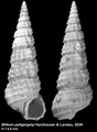 holotype of Bittium pallgergelyi Harzhauser & Landau, 2026