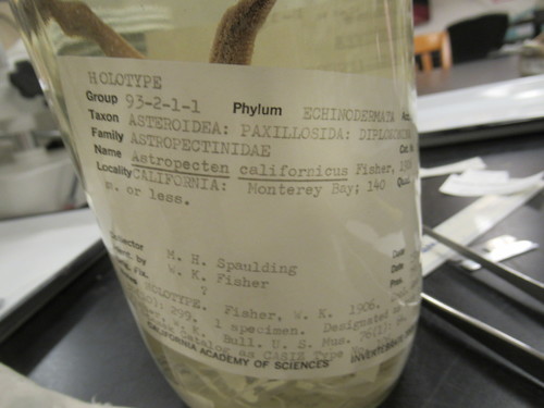 CASIZ Holotype Astropecten californicus