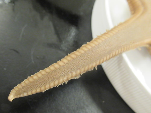 CASIZ Holotype Astropecten californicus