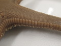 CASIZ Holotype Astropecten californicus