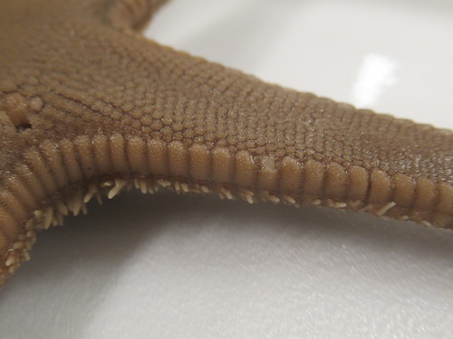 CASIZ Holotype Astropecten californicus