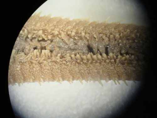 CASIZ Holotype Astropecten californicus