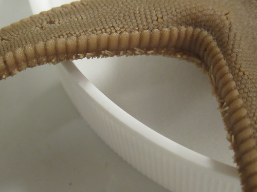 CASIZ Holotype Astropecten californicus