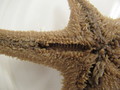 CASIZ Holotype Astropecten californicus