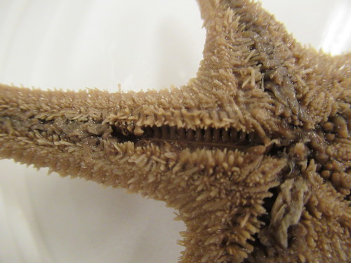 CASIZ Holotype Astropecten californicus