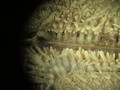 CASIZ Holotype Astropecten californicus
