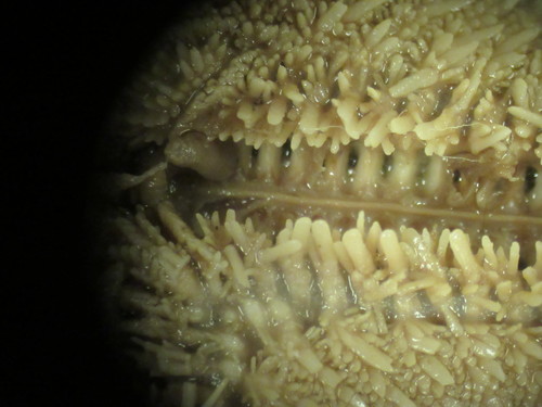 CASIZ Holotype Astropecten californicus