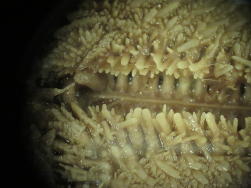 CASIZ Holotype Astropecten californicus