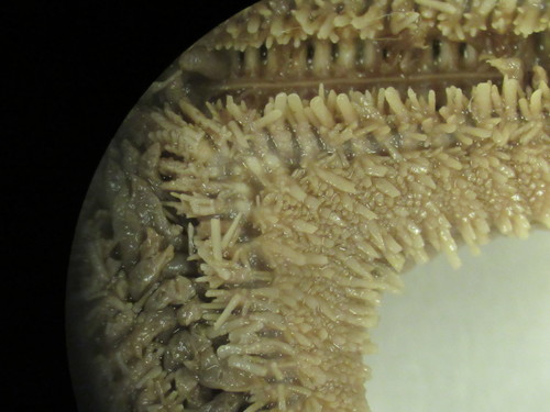 CASIZ Holotype Astropecten californicus