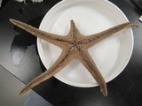 CASIZ Holotype Astropecten californicus, author: Mah, Christopher