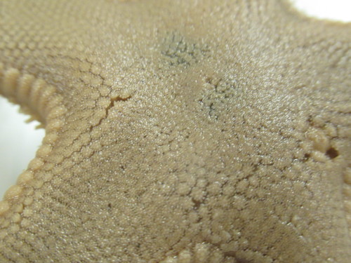 CASIZ Holotype Astropecten californicus