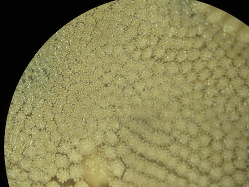 CASIZ Holotype Astropecten californicus