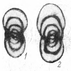 Eostaffella (Eostaffella) postmosquensis Kireeva, 1951