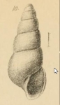 Auriculina coarctata, original figure pl. 11 fig. 10 in G. O. Sars (1878)