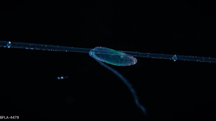 Rhizophysa filiformis