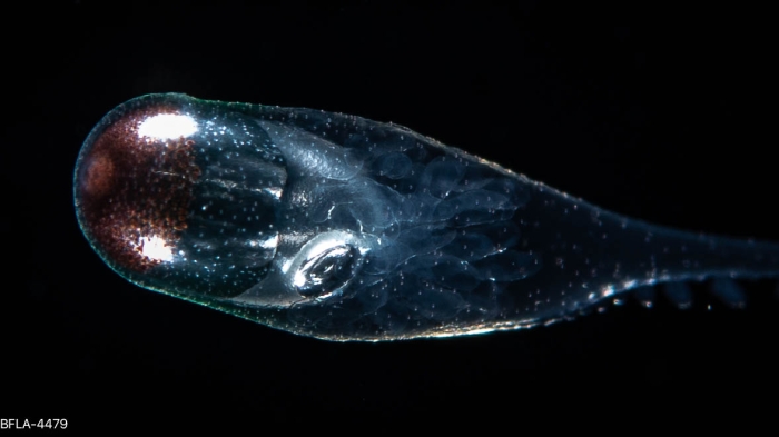 Rhizophysa filiformis