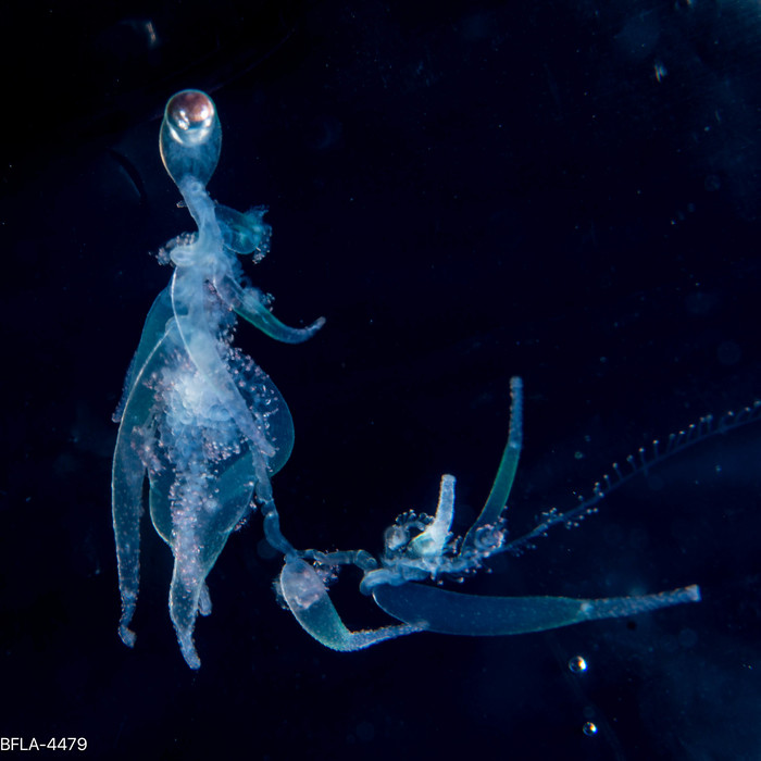 Rhizophysa filiformis