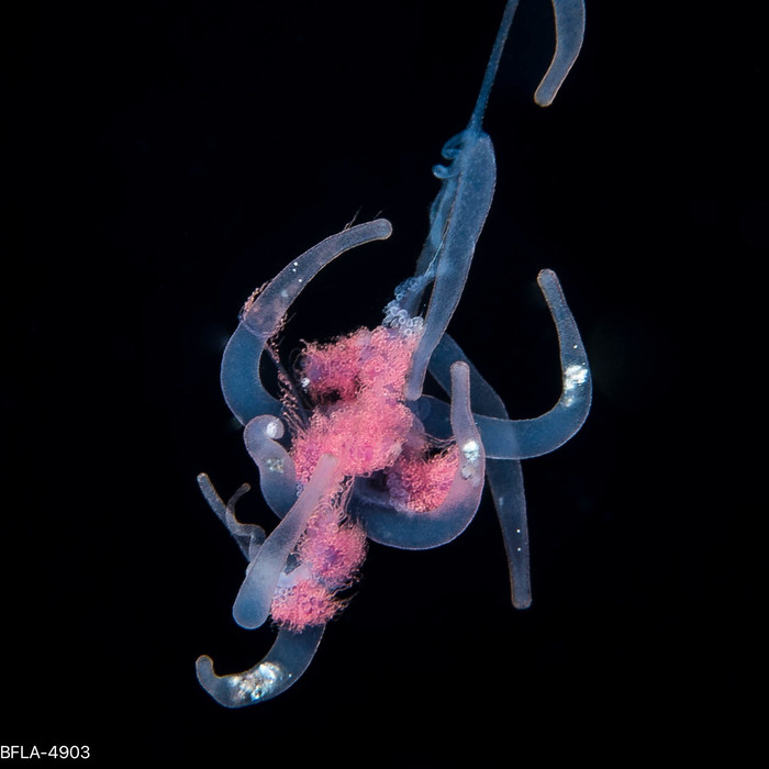 Rhizophysa eysenhardtii