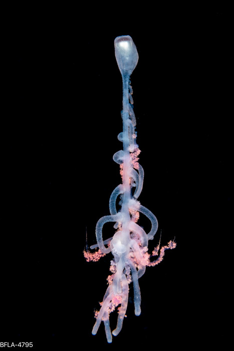 Rhizophysa eysenhardtii