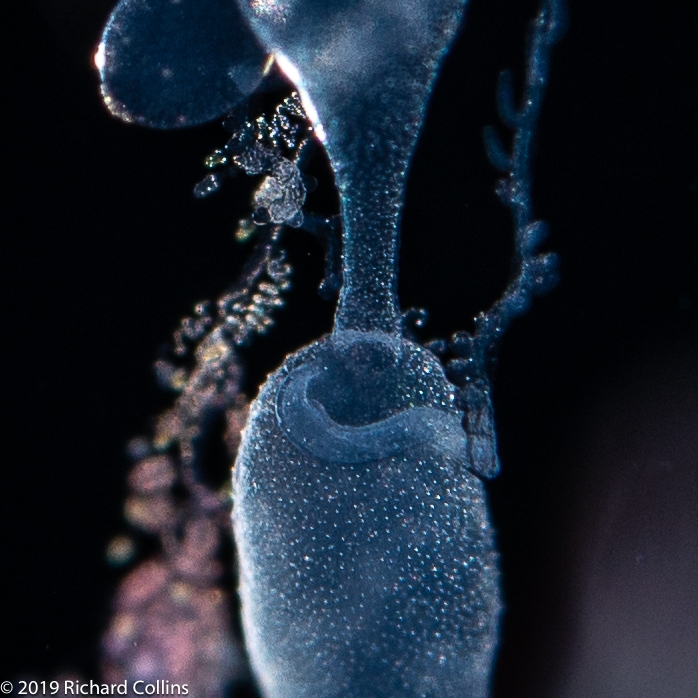 Rhizophysa eysenhardtii - late siphonula