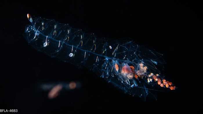 Agalma okenii - polygastric colony