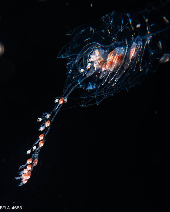 Agalma okenii - polygastric colony