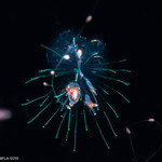 Forskalia edwardsii - Larval Colony