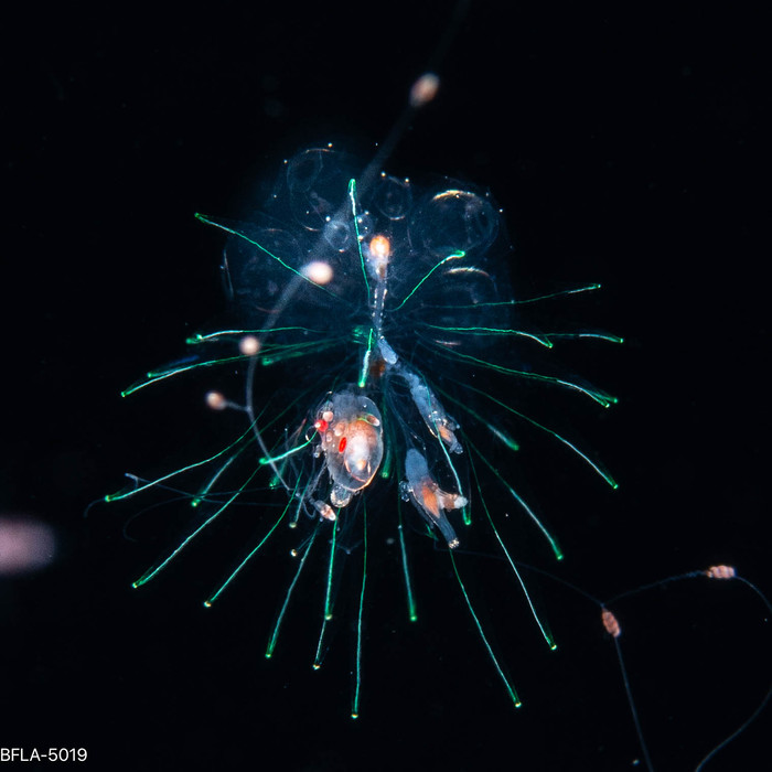 Forskalia edwardsii - Larval Colony