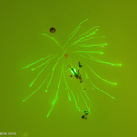 Forskalia edwardsii - Larval Colony