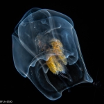 Hippopodius hippopus