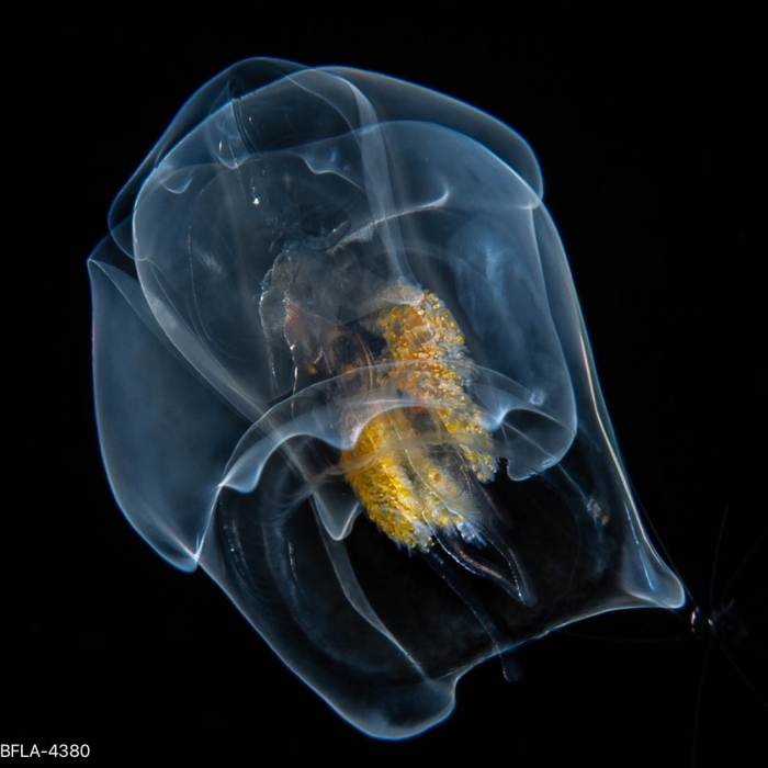 Hippopodius hippopus