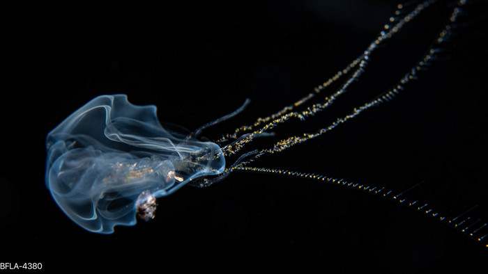 Hippopodius hippopus