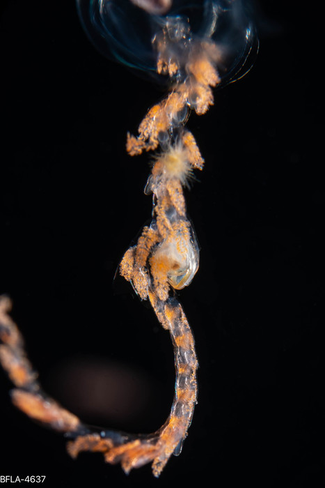 Sulculeolaria biloba