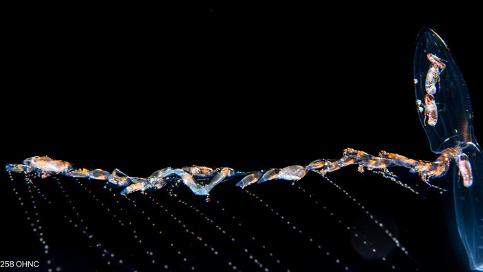 Sulculeolaria biloba