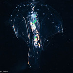 Stephanophyes superba