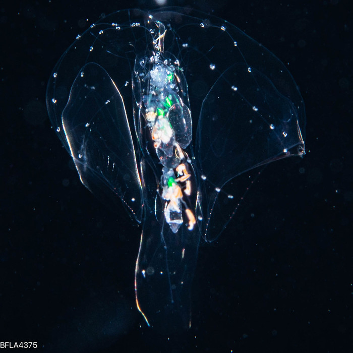 Stephanophyes superba