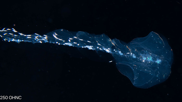 Stephanophyes superba