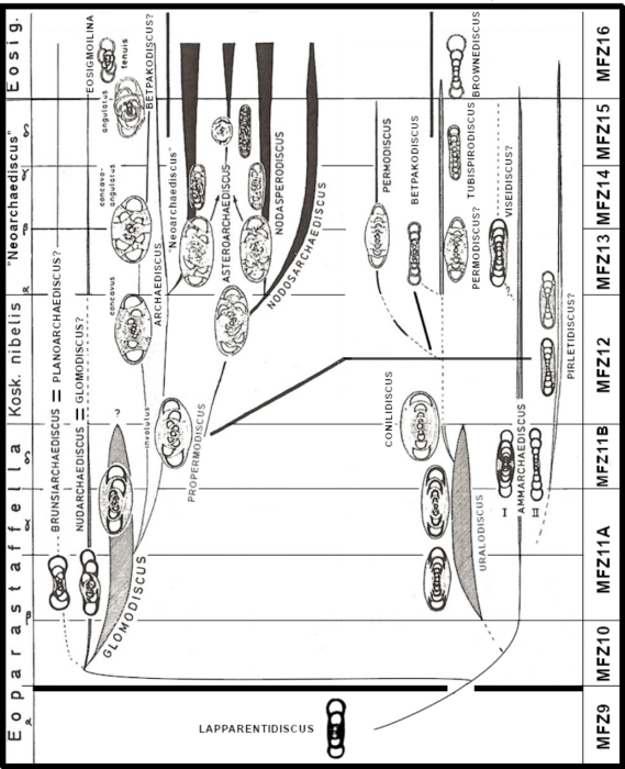 Archaediscoidea Taxonomy and Phylogeny