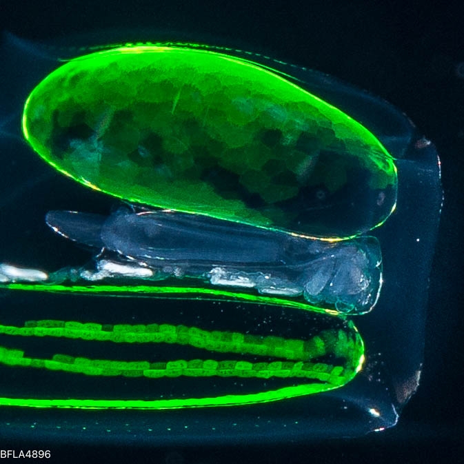 Ceratocymba leuckartii - polygastric colony 