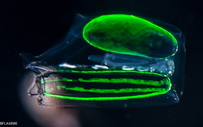 Ceratocymba leuckartii - polygastric colony 