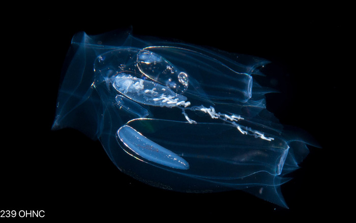 Ceratocymba leuckartii - eudoxid